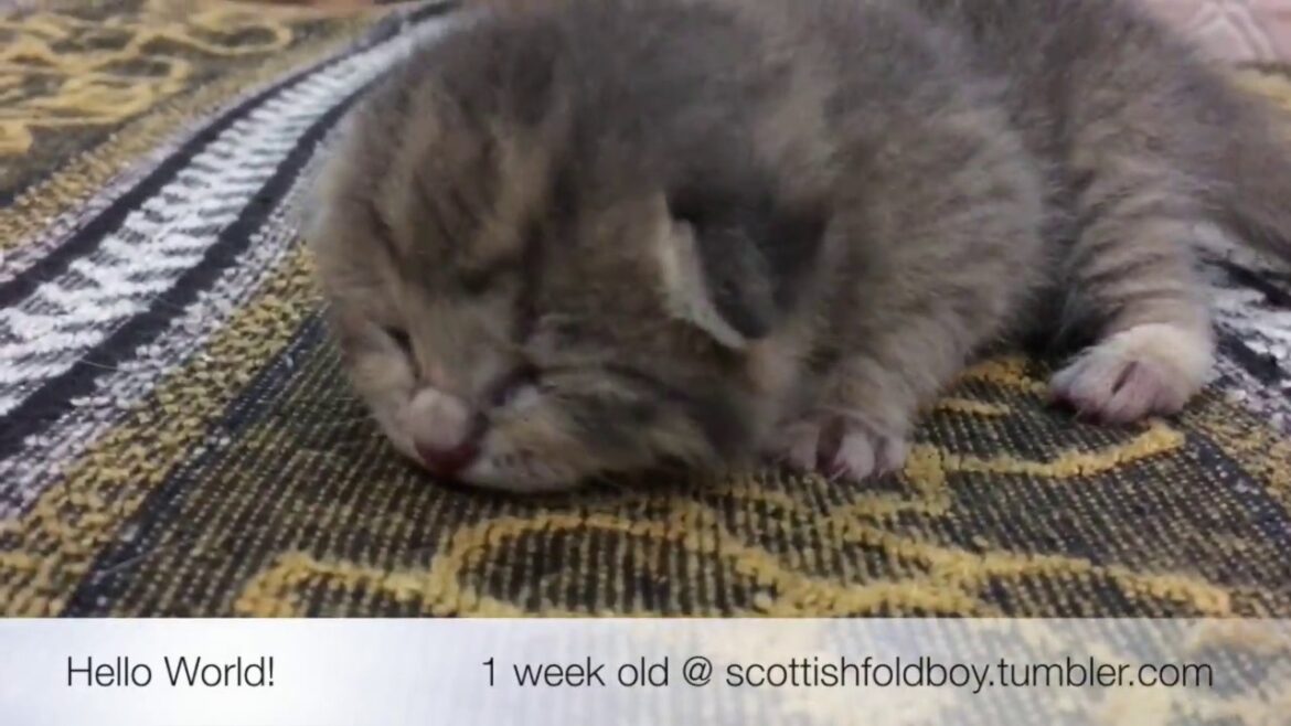 スコティッシュ フォールドの子猫