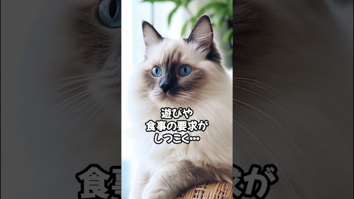 人気の猫 魅力解剖！バーマンを飼うデメリットベスト5 #shorts