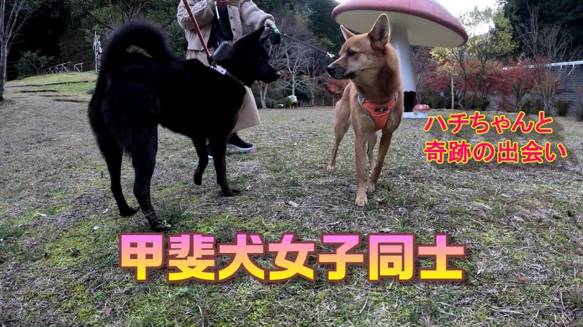甲斐犬女子同士仲良くしてよ！-　甲斐犬いち