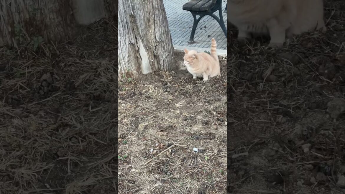 This cute brown  cat starts digging #catshort #shorts