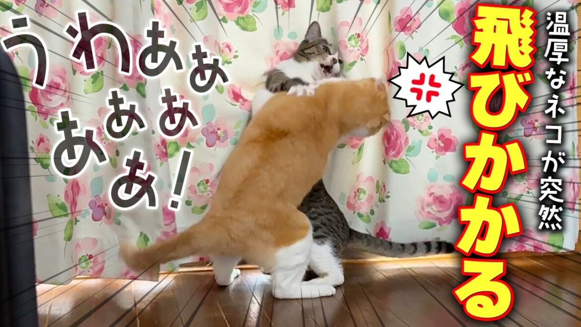 いつも温厚な猫が突然叫びながら実家の猫に飛びかかって大変なことになりました…