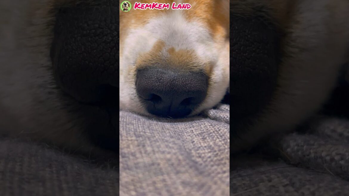 犬とヒット曲スタジオ『ガラスの十代』#shorts #ビーグル #音楽