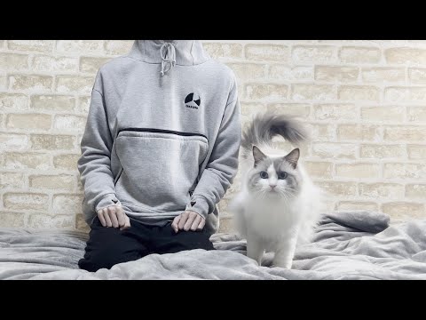 【ご報告】訳あってラグドール猫と引っ越すことになりました。 【ご報告】訳あってラグドール猫と引っ越すことになりました。