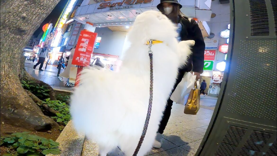 帰りが遅いママを駅までお迎えに行ったら喜びが爆発しました…！【サモエド】