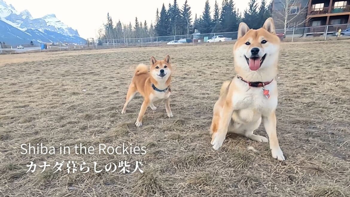 ドッグパークで息のあった動きを見せる柴犬の姉弟が可愛い 【4K】 ドッグパークで息のあった動きを見せる柴犬の姉弟が可愛い 【4K】