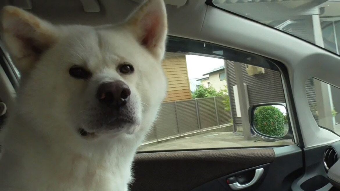 【秋田犬ゆうき】今年の皮膚炎も結局また病院のお世話になりました【akita dog】