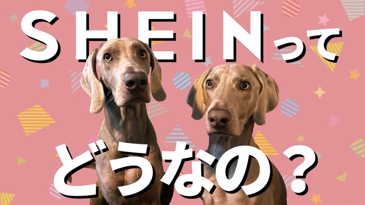話題のSHEIN（シーイン）でペット用品を買ってみたら凄かった！