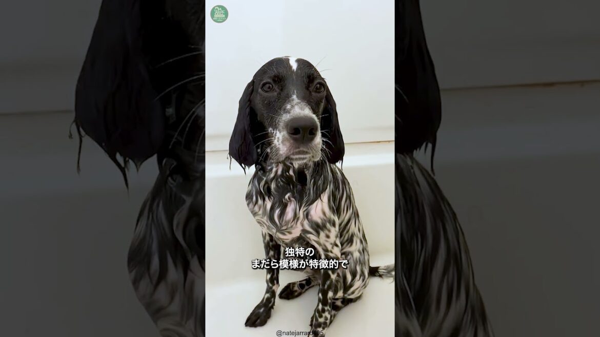 イングリッシュセッター🐶次の動画のリクエストをコメントで教えて！ #shorts #dog #犬のいる暮らし