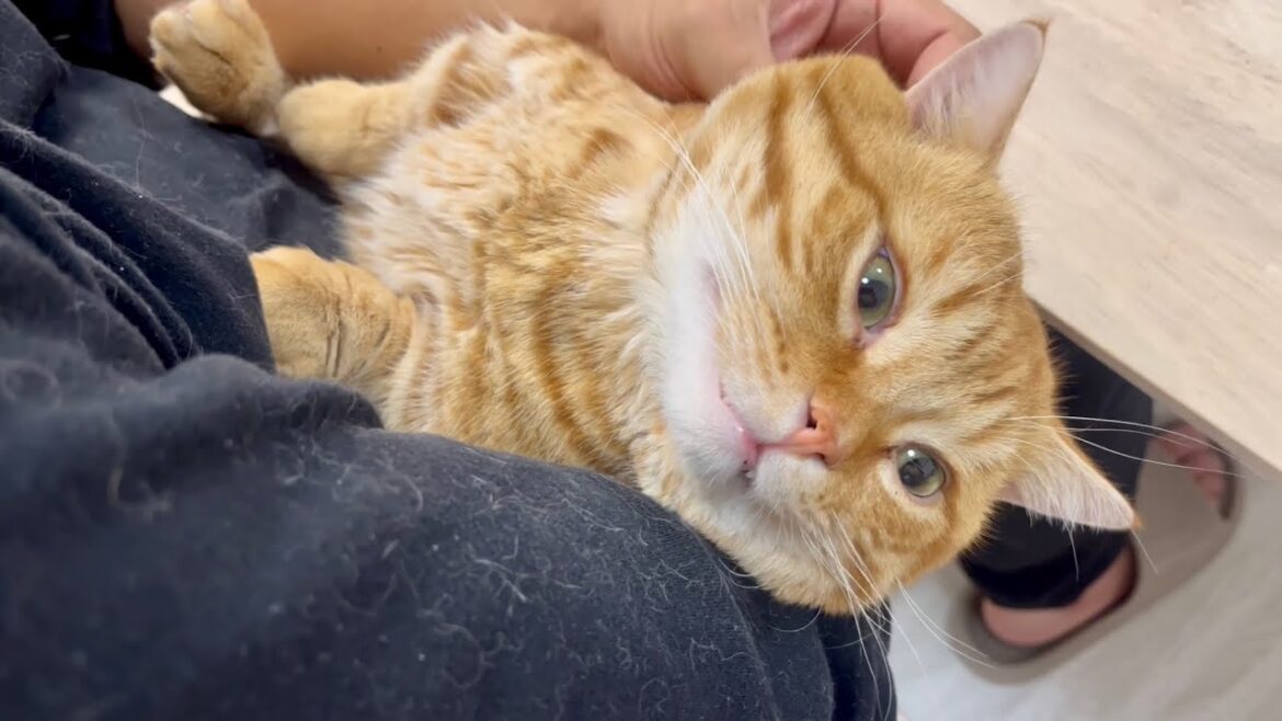 抱っこされるのが大好きなマンチカンのぽちゃくんがかわいすぎる！ #猫 #マンチカン