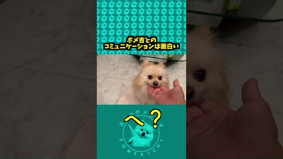 ポメ吉に話しかけると面白いよ🤣 #犬のいる生活 #ポメラニアンクリーム