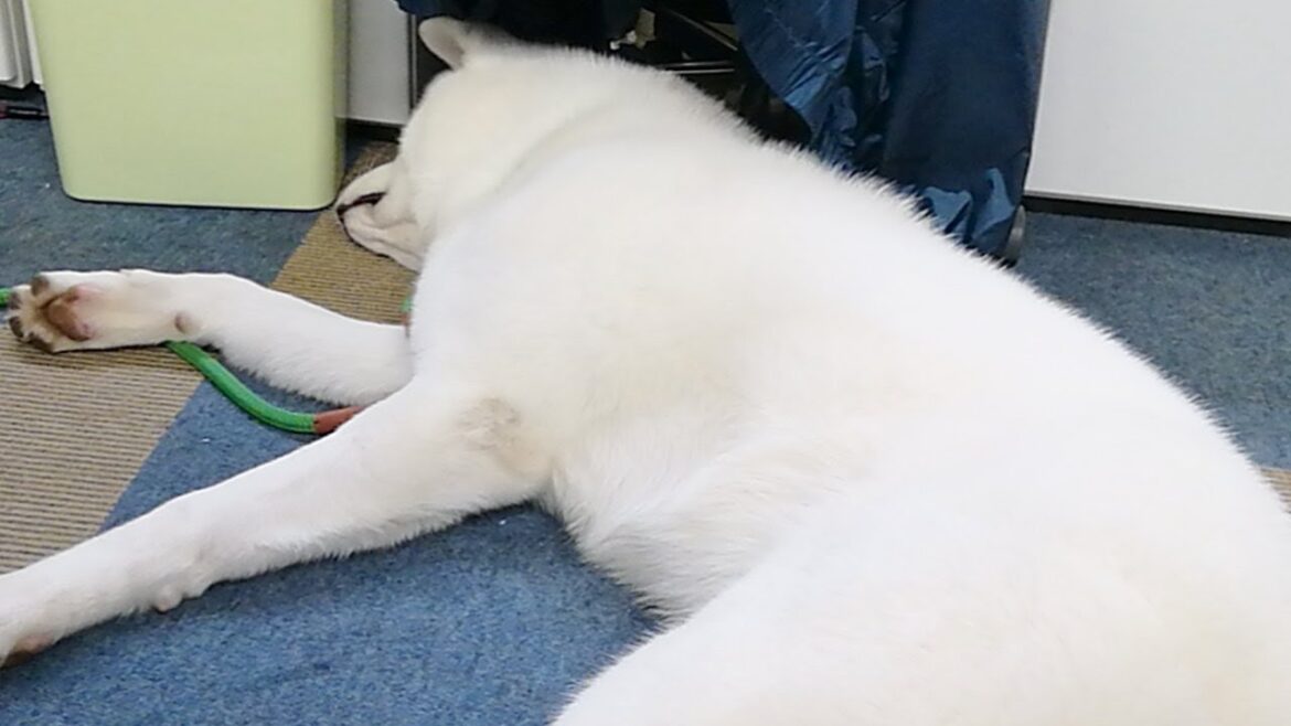 秋田犬会館配信！