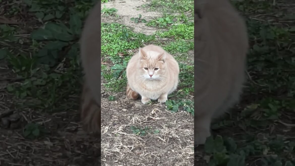 This cute brown cat feels a bit worried #catshorts #shorts