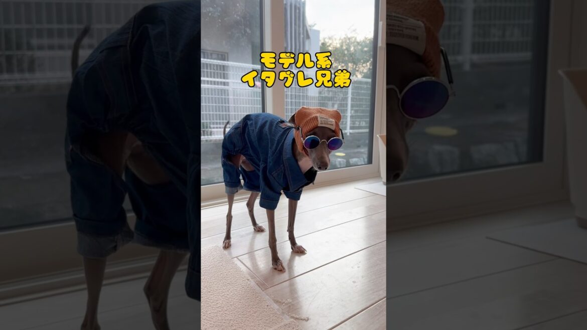 #モデル犬 #イタグレ #イタリアングレーハウンド #dog #italiangreyhound