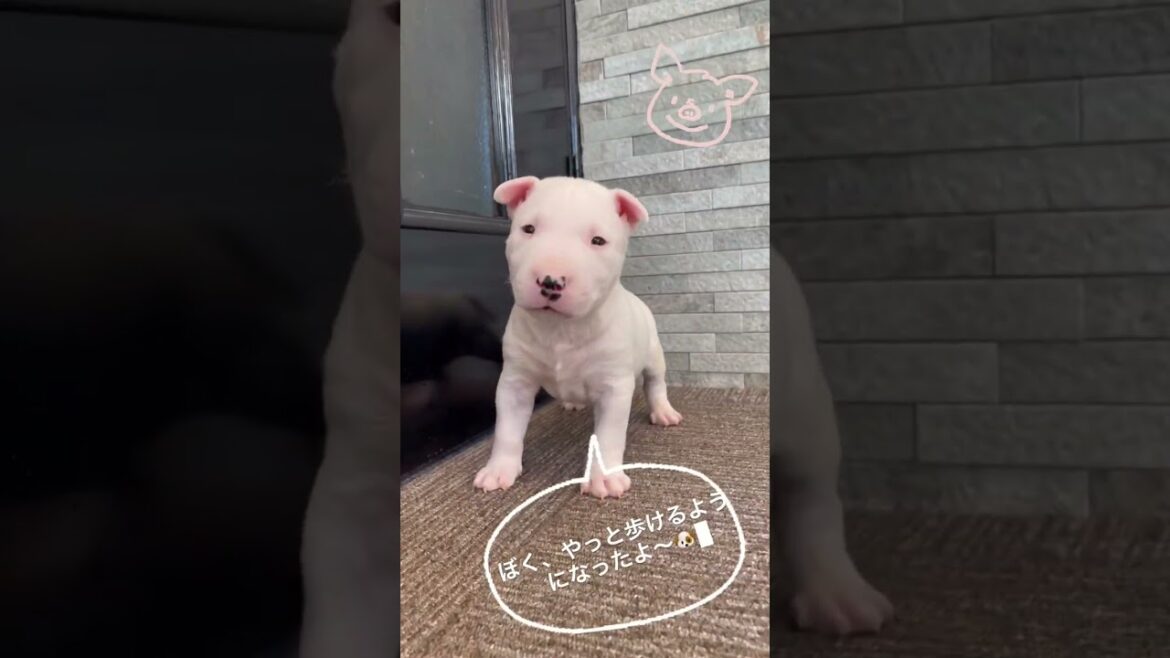 ミニチュアブルテリア しろくま君のように、丸々しているイケメンズ❤️