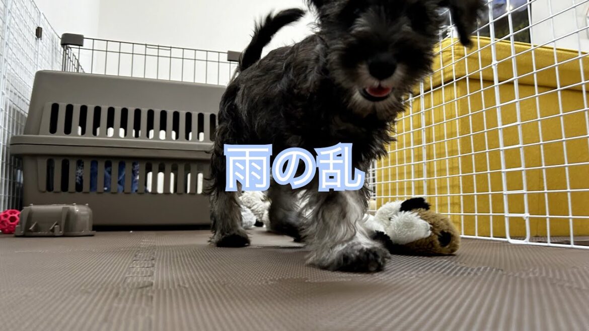 【ミニチュアシュナウザー】 雨、暴れる。。