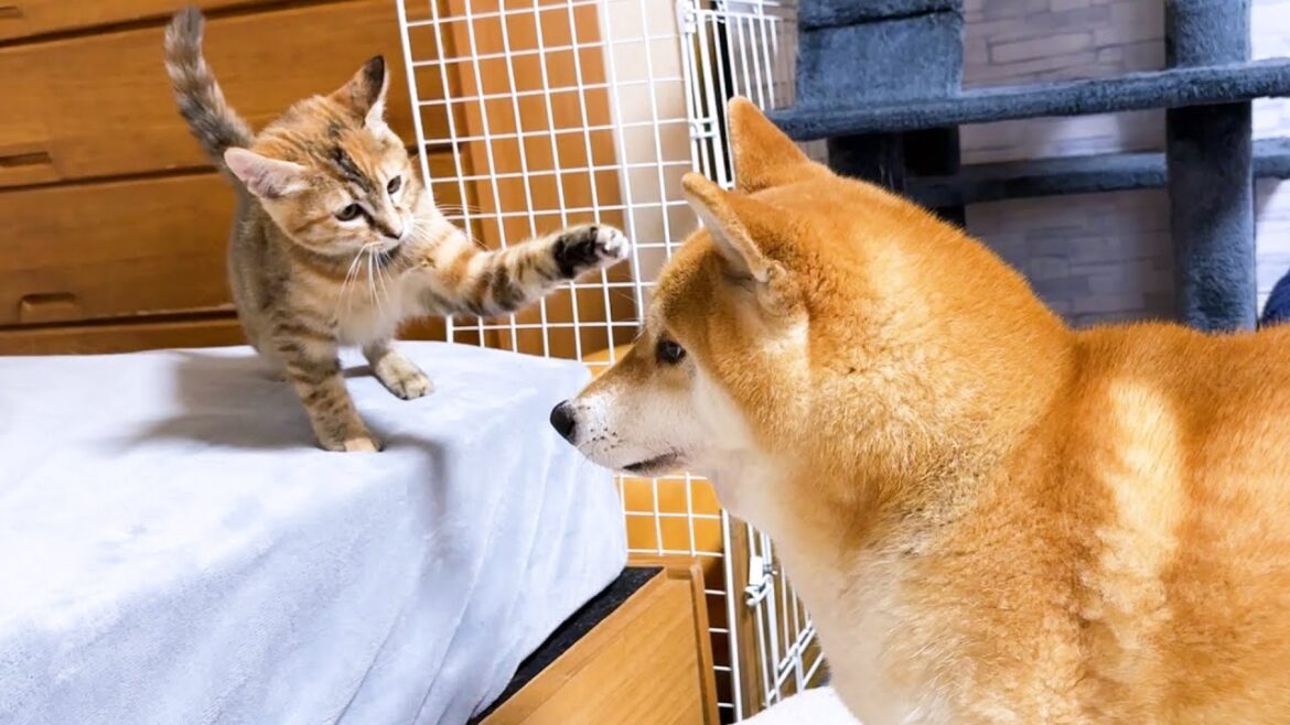 子猫の見守りをする柴犬が見守りをやめたら子猫はこうなりました