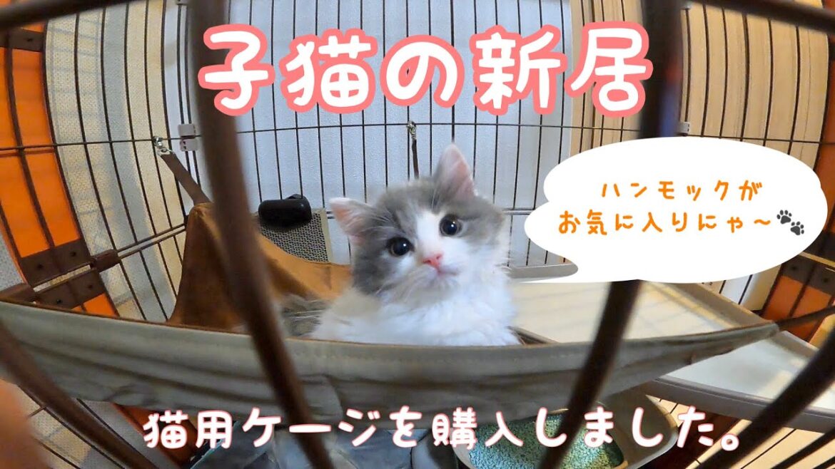 子猫の新居〜猫用ケージを購入〜（サイベリアンの子猫）