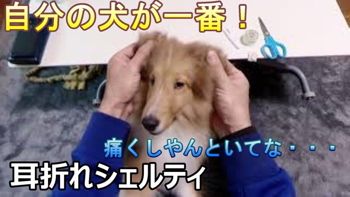 【シェルティの耳セット】　自分の犬が一番可愛いよね！