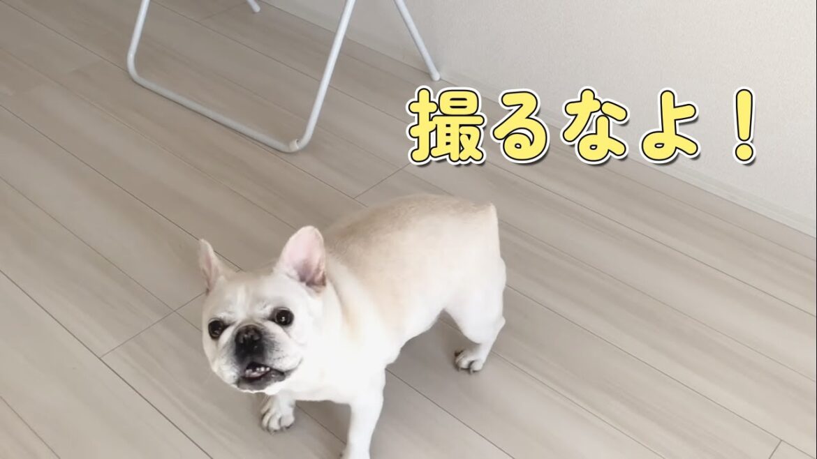 お手伝い&ママVSポルコ 2対1の戦い【フレンチブルドッグ frenchbulldog】 お手伝い&ママVSポルコ 2対1の戦い【フレンチブルドッグ frenchbulldog】