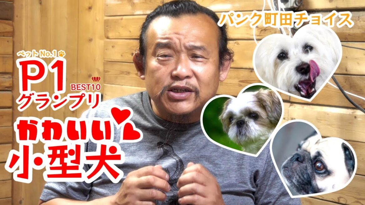 【ベスト10】かわいい小型犬ランキング【P1グランプリ】