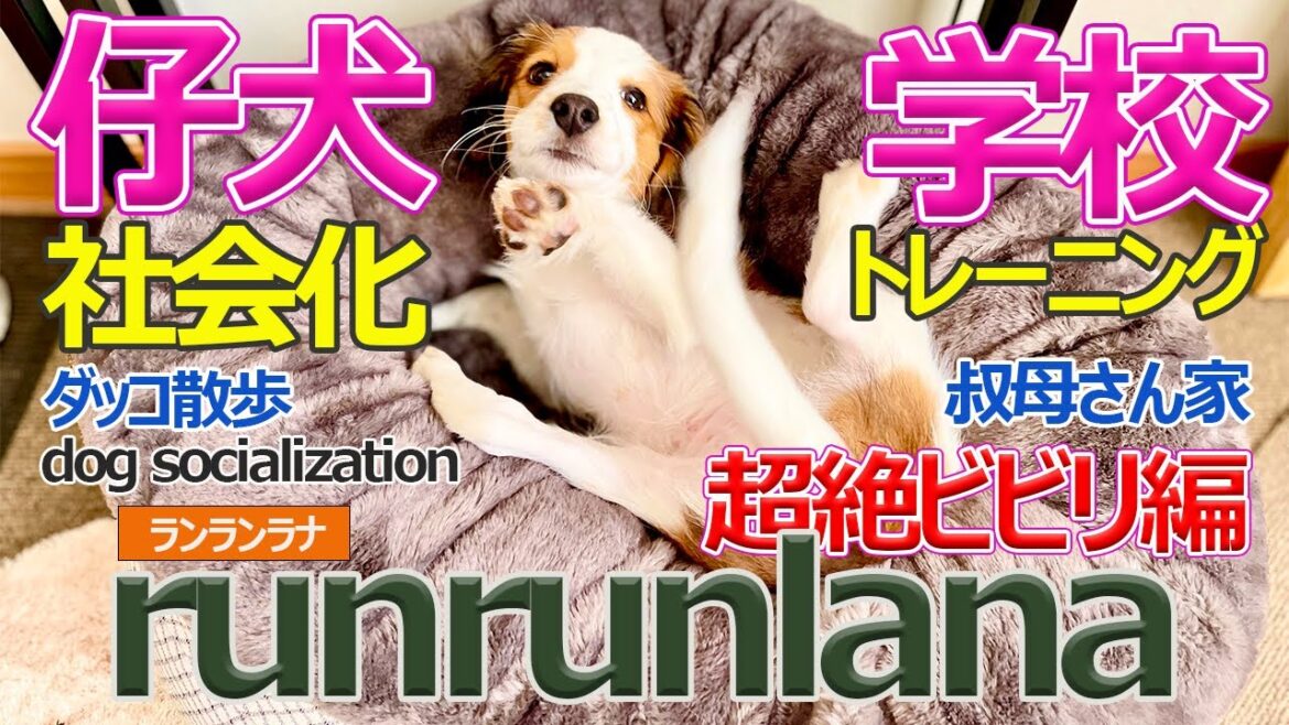 ＃６　コイケル仔犬社会化トレーニング　コーイケルホンディエ　超絶ビビリ編！
