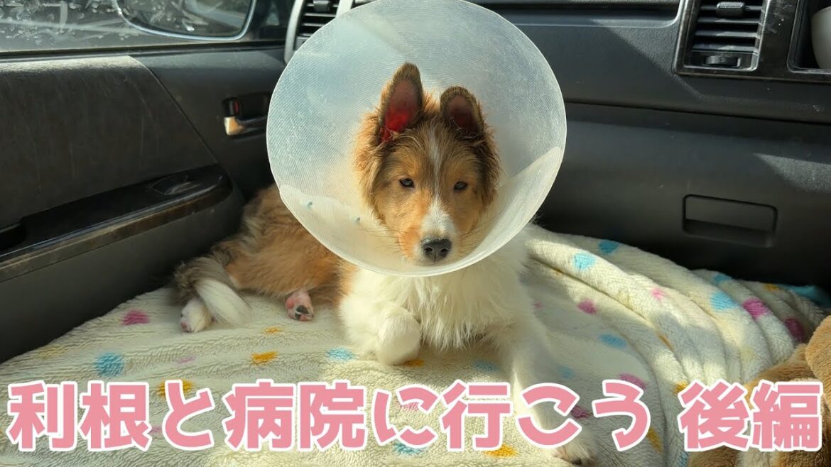 【シェルティ】利根と病院に行こう🐾【後編】 【シェルティ】利根と病院に行こう🐾【後編】