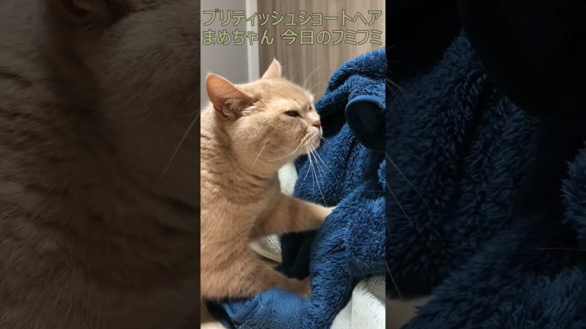 ブリティッシュショートヘア 飼い猫まめちゃん 今日のフミフミ #Shorts