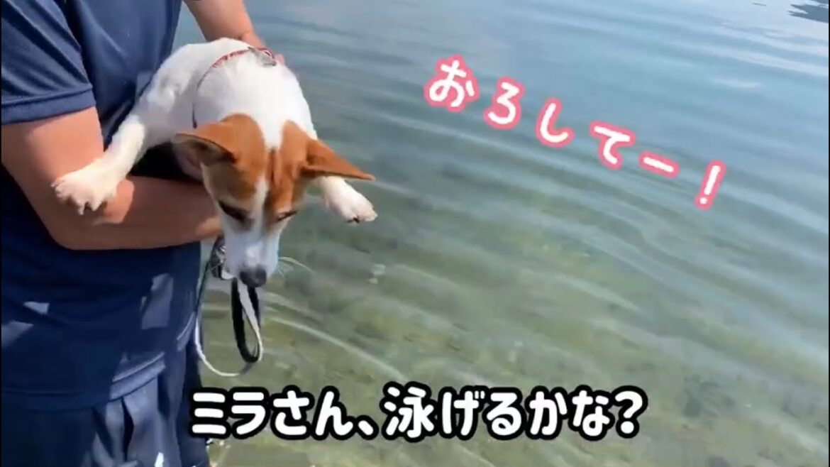 【感動】子犬が初めて泳ぐ瞬間　【ジャックラッセルテリアのミラ】　Mira Jack Russell Terrier