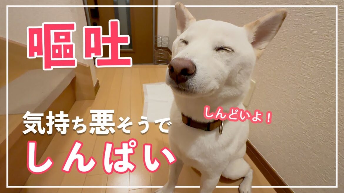 【後編】 予期せぬ反応!柴犬が下痢止めで嘔吐!飼い主も戸惑い 【後編】 予期せぬ反応!柴犬が下痢止めで嘔吐!飼い主も戸惑い