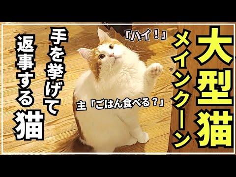 手をあげて返事する猫【大型猫メインクーン】 手をあげて返事する猫【大型猫メインクーン】