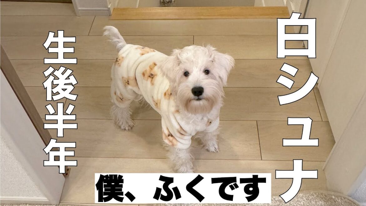 [白シュナ パピー]白シュナふく君の紹介動画。先住犬との関係性[ミニチュアシュナウザー]