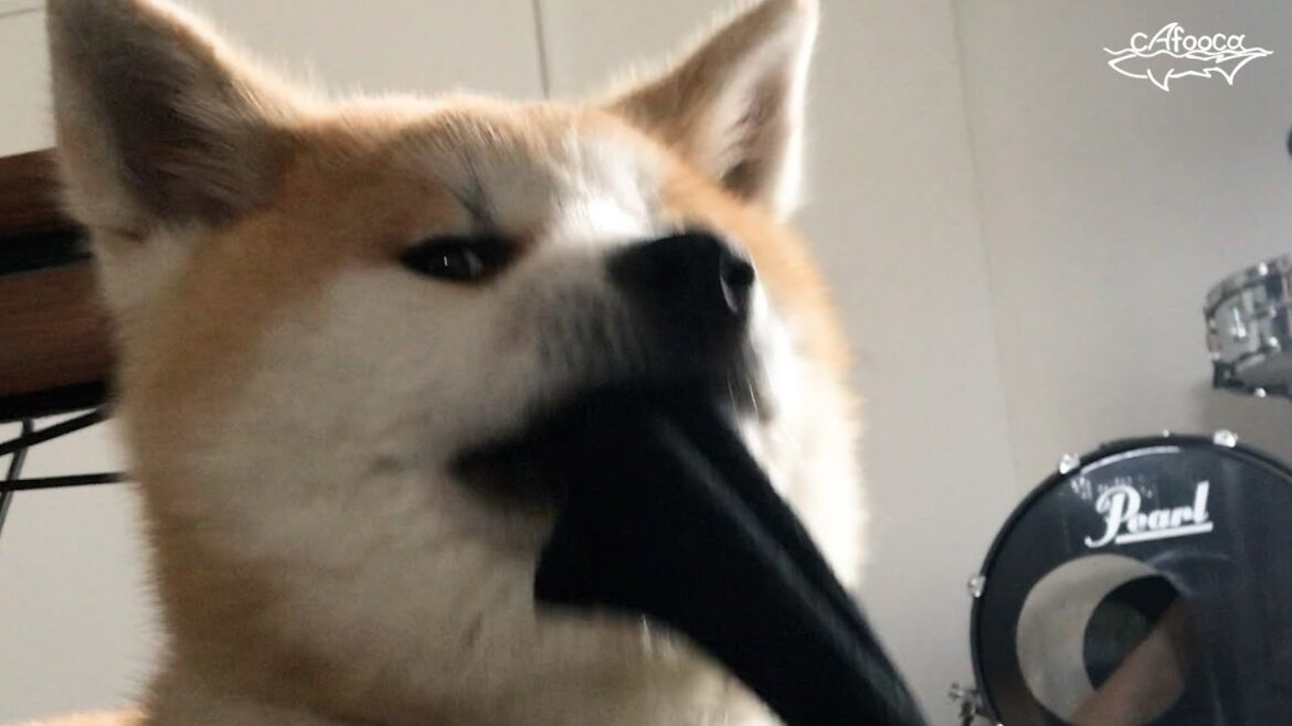 見せつけるように靴下を弄ぶ秋田犬 見せつけるように靴下を弄ぶ秋田犬