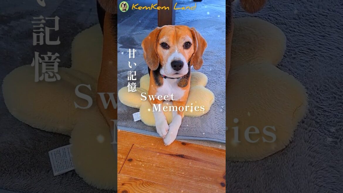 犬とヒット曲スタジオ『SWEET MEMORIES』#shorts #ビーグル #音楽