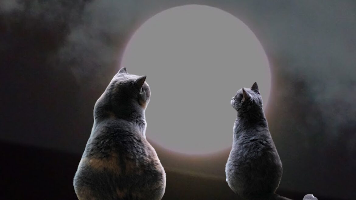 子猫が来て初めてのお月見｜セルカークレックス｜ブリティッシュショートヘア