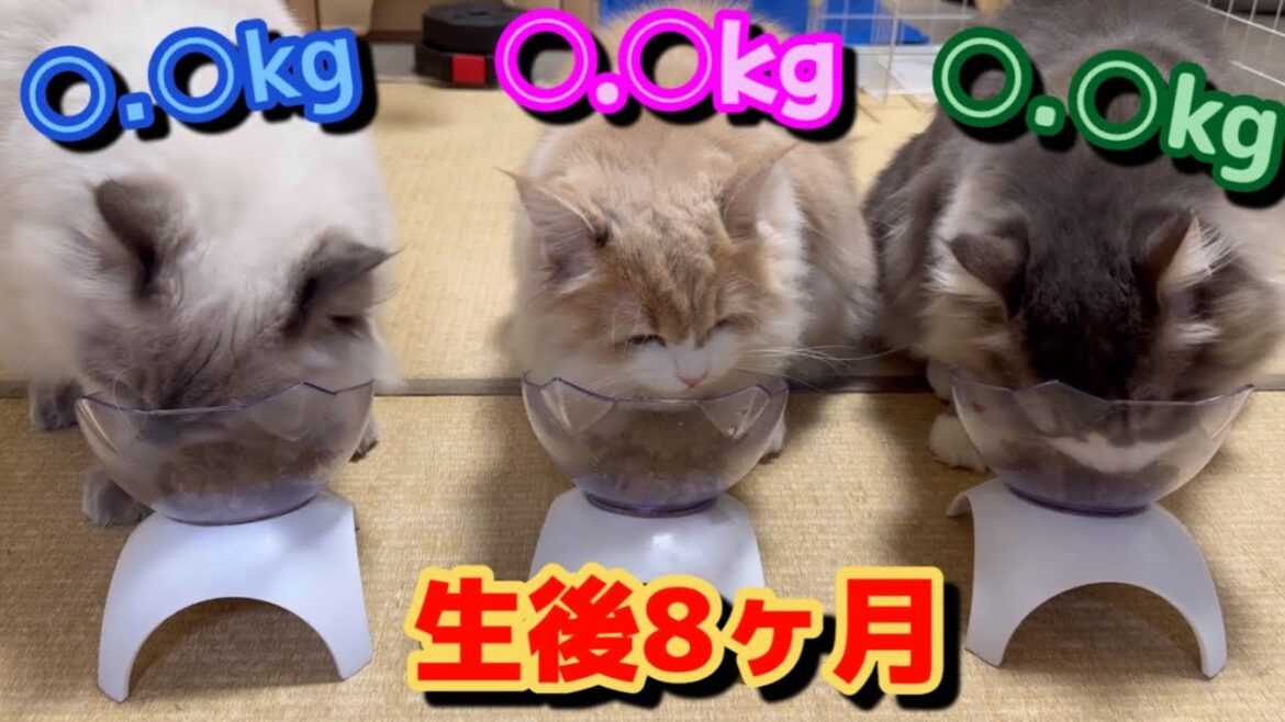 3つ子のもふもふ子猫。サイベリアン　大きすぎてLサイズの猫鍋買いました。抜き打ち体重測定の結果はいかに？　Weight measurement. triplet kittens