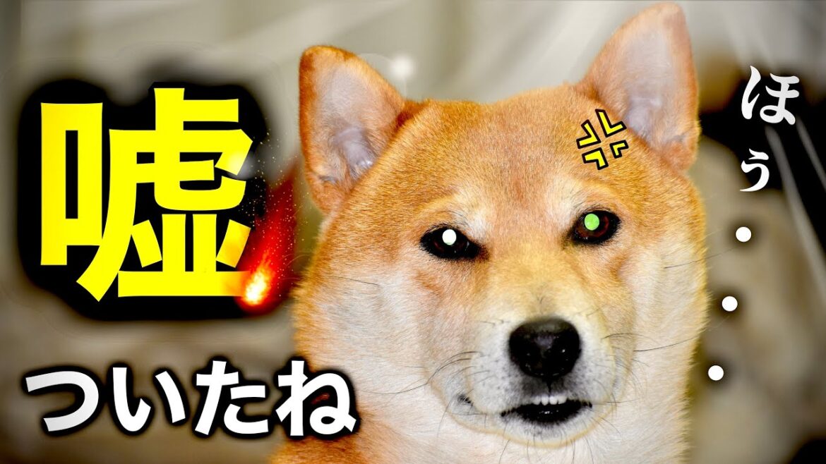 信頼関係にヒビ！？柴犬こむぎに反則レベルのウソをついたので怪盗キッド様になって肉を茹でます！