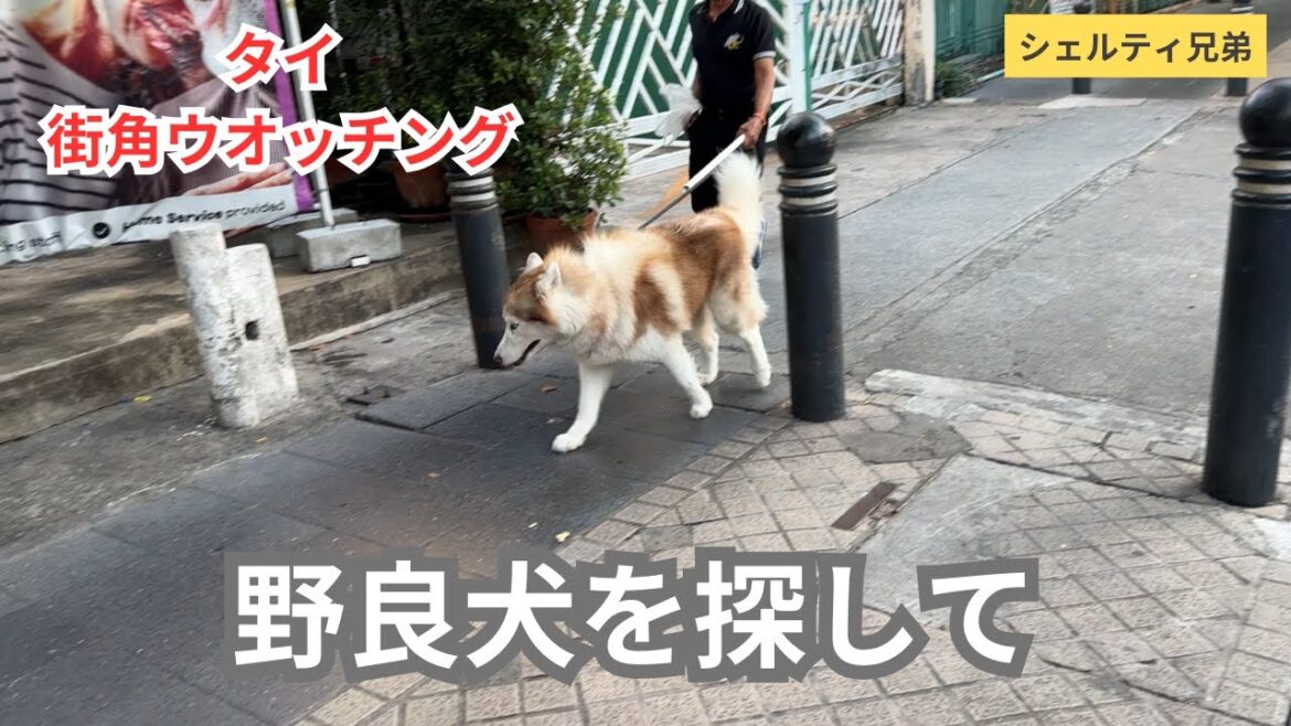 タイ訪問。シェルティはいる？野良犬は都会の真ん中にいるのか、街角ウオッチングした記録です。