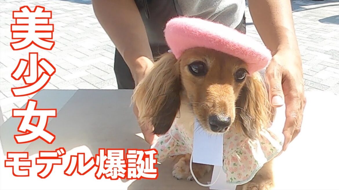 【爆買い】わんわんモールで愛犬がモデルになりました【カニンヘンダックスえびすの日常】