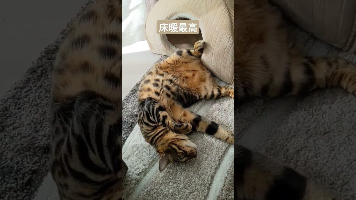 【ベンガル】床暖房の虜 #shorts 【ベンガル】床暖房の虜 #shorts