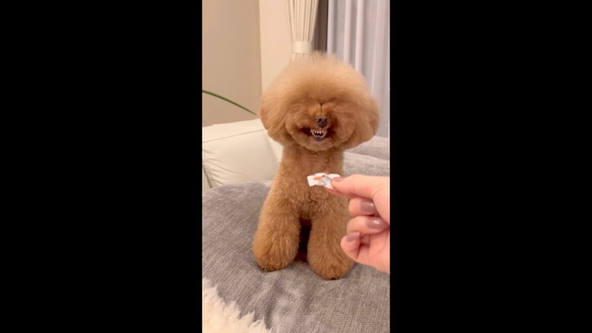 月に一回だけ変顔するトイプードルパンナ