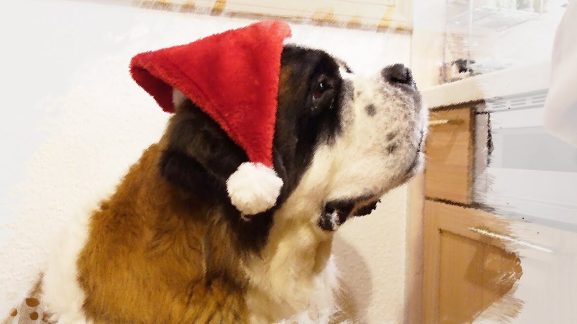 【ベル 完全復活!】 平凡なセントバーナードの日記 【ベル 完全復活!】 平凡なセントバーナードの日記