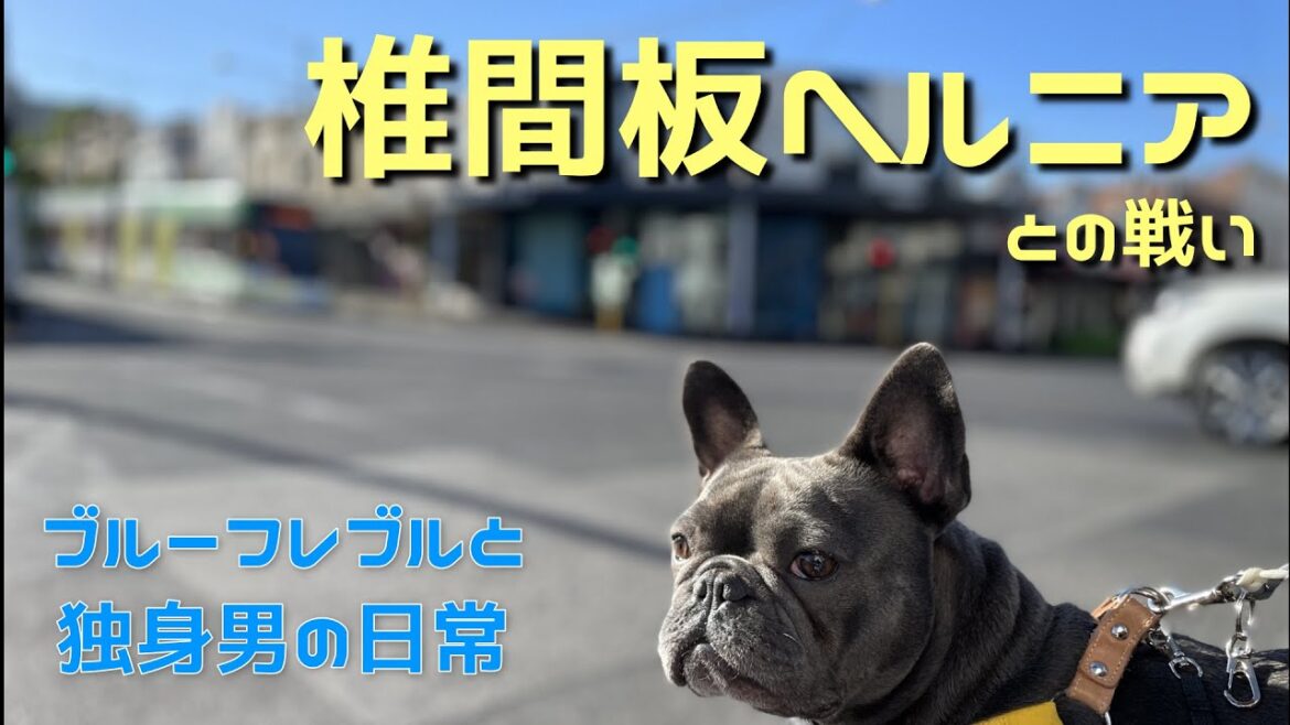 椎間板ヘルニア症状診断後のリハビリ?【フレンチブルドッグ】 椎間板ヘルニア症状診断後のリハビリ?【フレンチブルドッグ】