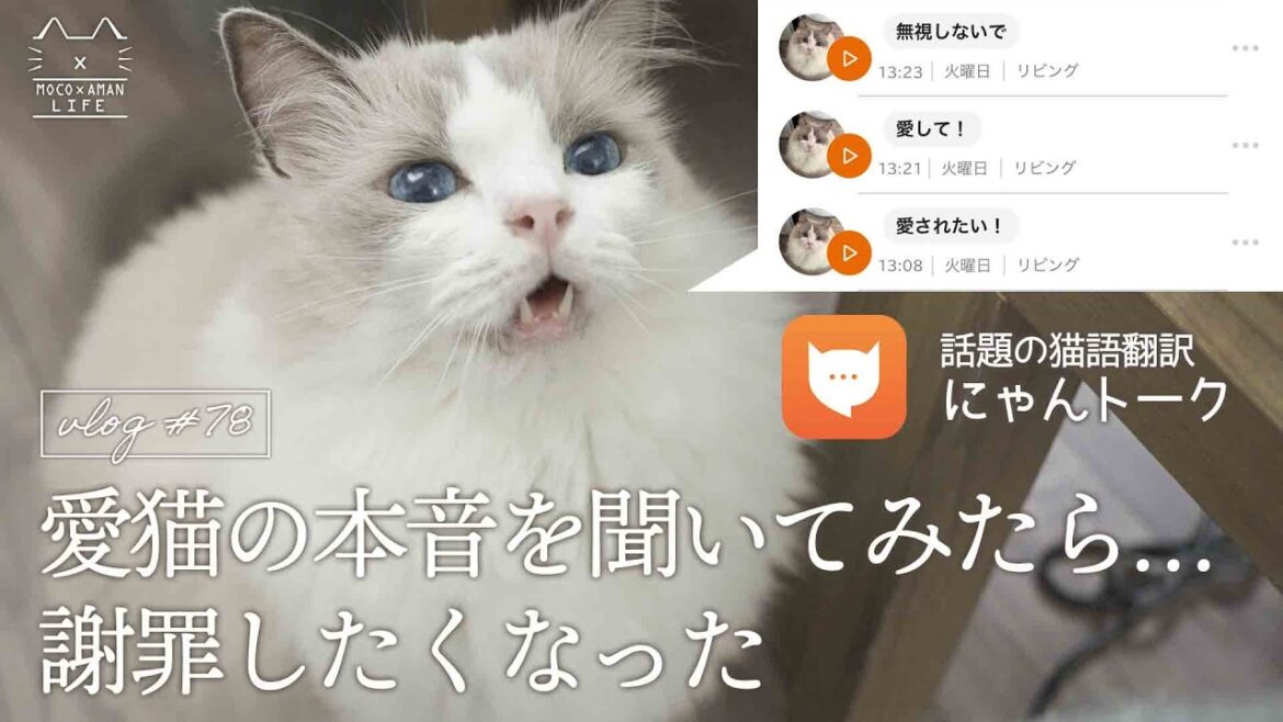 話題のにゃんトークで愛猫の本音を聞いたら…謝罪したくなった｜ラグドール猫 #78