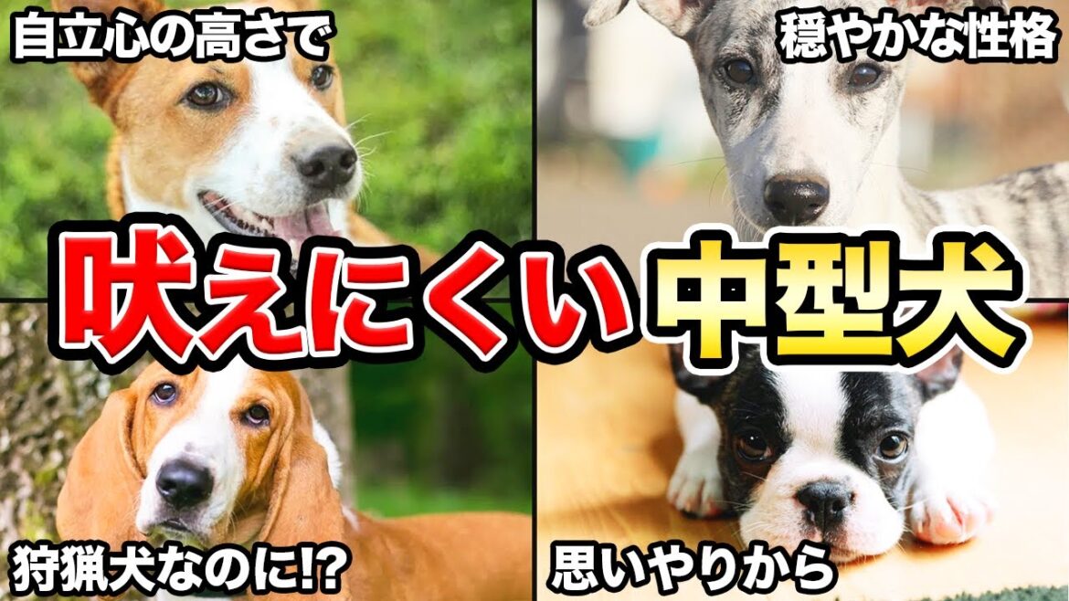 【いつでも静か】忠実で吠えにくい中型犬5選!! 【いつでも静か】忠実で吠えにくい中型犬5選!!