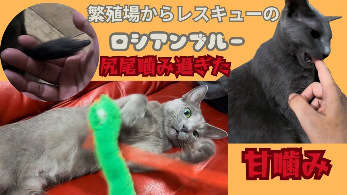 繁殖場からレスキューされたロシアンブルー甘噛みやへそ天で遊んで可愛い&尻尾を噛むクセ(保護猫カフェ猫の木)十三駅Russian Blue rescued from breeding farm 繁殖場からレスキューされたロシアンブルー甘噛みやへそ天で遊んで可愛い&尻尾を噛むクセ(保護猫カフェ猫の木)十三駅Russian Blue rescued from breeding farm