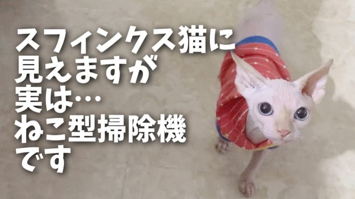 スフィンクスの子猫時代の異様な食いっぷりを見てほしい… スフィンクスの子猫時代の異様な食いっぷりを見てほしい…