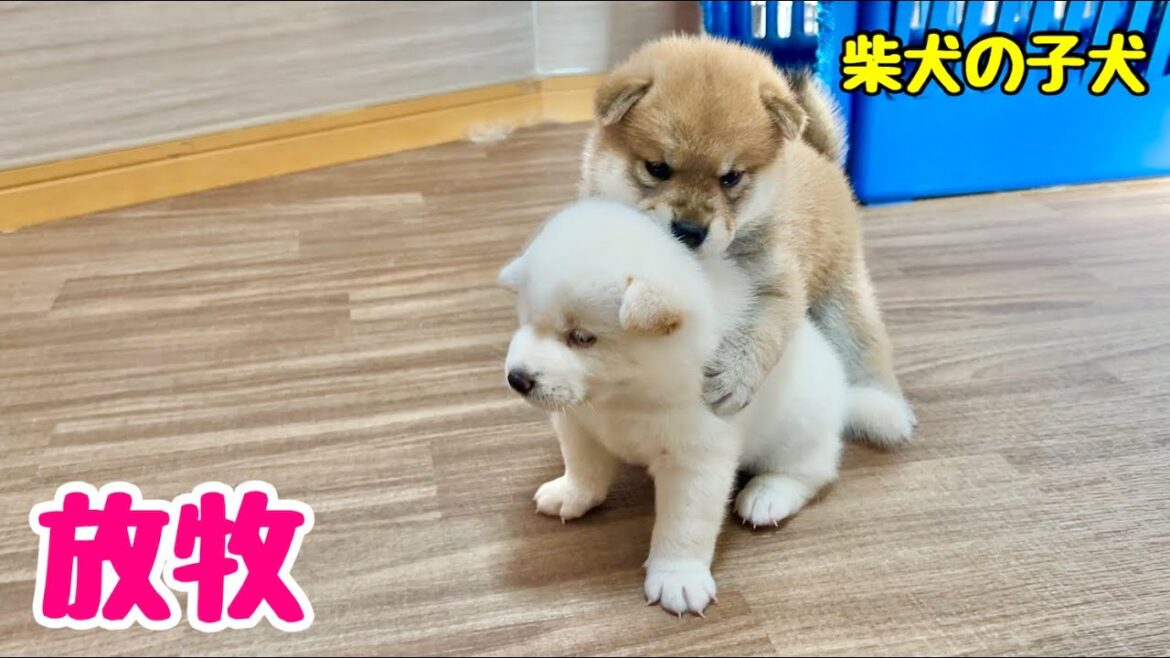 【柴犬 子犬】子犬たちを解き放ってみたら可愛すぎた