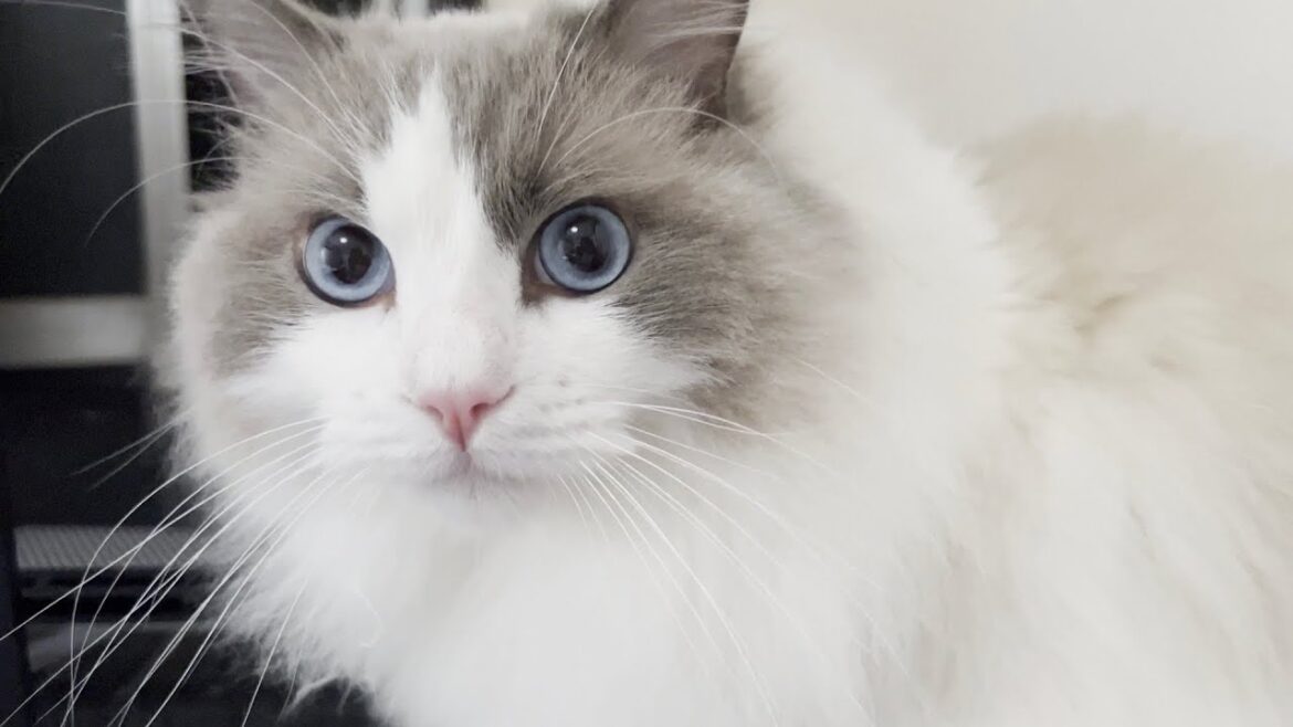 真夜中に大喧嘩している仲間を助けに行こうとするラグドール猫が優しすぎました。