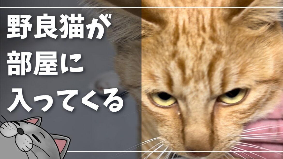 毎日遊びに来る野良猫が可愛すぎる【ロシアンブルー】NNN 毎日遊びに来る野良猫が可愛すぎる【ロシアンブルー】NNN