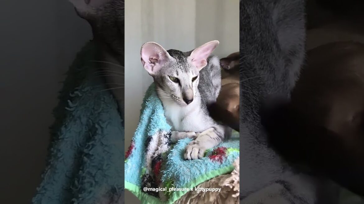 Lovely Oriental Shorthair Cat #shorts